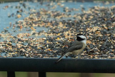 Bu küçük siyah başlıklı civciv kuş yemi ile çevrili masanın üzerinde oturuyordu. Beyaz ve siyah tüylü gri tüyler kuşun çevresinden göze çarpıyor. Bu küçük kuş gürültücü olabilir..