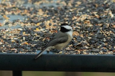 Bu küçük siyah başlıklı civciv kuş yemi ile çevrili masanın üzerinde oturuyordu. Beyaz ve siyah tüylü gri tüyler kuşun çevresinden göze çarpıyor. Bu küçük kuş gürültücü olabilir..