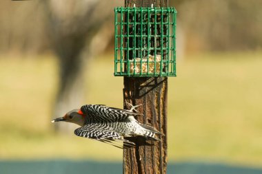 Kırmızı Göbekli Ağaçkakan, ahşap bir direğe tutunur, sağa bakar. Kırmızı başlık ve çizgili sırt, bulanık yeşil ve mavi arka planda belirgin. Doğal vahşi yaşam çekimi..