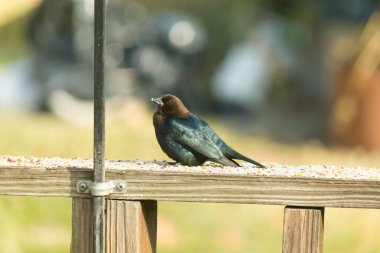 Güvertenin korkuluklarında kuş yemi ile çevrili şirin bir inek kuşu oturuyordu. Bu koyu siyah tüyler nedeniyle bir erkek kuş. Küçük kahverengi kafa farklı tonlara ekleniyor..