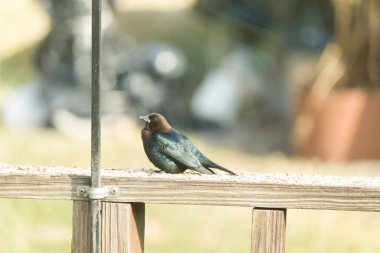 Güvertenin korkuluklarında kuş yemi ile çevrili şirin bir inek kuşu oturuyordu. Bu koyu siyah tüyler nedeniyle bir erkek kuş. Küçük kahverengi kafa farklı tonlara ekleniyor..