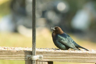 Güvertenin korkuluklarında kuş yemi ile çevrili şirin bir inek kuşu oturuyordu. Bu koyu siyah tüyler nedeniyle bir erkek kuş. Küçük kahverengi kafa farklı tonlara ekleniyor..
