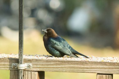 Güvertenin korkuluklarında kuş yemi ile çevrili şirin bir inek kuşu oturuyordu. Bu koyu siyah tüyler nedeniyle bir erkek kuş. Küçük kahverengi kafa farklı tonlara ekleniyor..