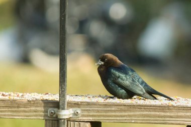 Güvertenin korkuluklarında kuş yemi ile çevrili şirin bir inek kuşu oturuyordu. Bu koyu siyah tüyler nedeniyle bir erkek kuş. Küçük kahverengi kafa farklı tonlara ekleniyor..