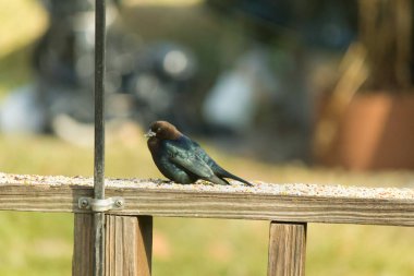 Güvertenin korkuluklarında kuş yemi ile çevrili şirin bir inek kuşu oturuyordu. Bu koyu siyah tüyler nedeniyle bir erkek kuş. Küçük kahverengi kafa farklı tonlara ekleniyor..