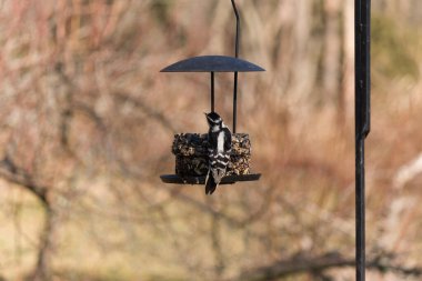 Bir Downy Ağaçkakanı, bir kuş yemliğine yapışır, siyah ve beyaz tüyleri, sessiz arka planda keskin bir şekilde tanımlanır. Vahşi yaşamın ayrıntılarıyla yakalandığı bir an..