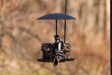 Bir Downy Ağaçkakanı, bir kuş yemliğine yapışır, siyah ve beyaz tüyleri, sessiz arka planda keskin bir şekilde tanımlanır. Vahşi yaşamın ayrıntılarıyla yakalandığı bir an..