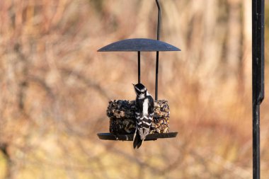 Bir Downy Ağaçkakanı, bir kuş yemliğine yapışır, siyah ve beyaz tüyleri, sessiz arka planda keskin bir şekilde tanımlanır. Vahşi yaşamın ayrıntılarıyla yakalandığı bir an..