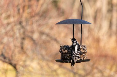 Bir Downy Ağaçkakanı, bir kuş yemliğine yapışır, siyah ve beyaz tüyleri, sessiz arka planda keskin bir şekilde tanımlanır. Vahşi yaşamın ayrıntılarıyla yakalandığı bir an..