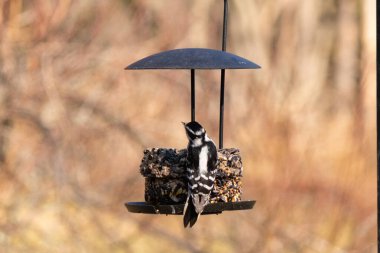 Bir Downy Ağaçkakanı, bir kuş yemliğine yapışır, siyah ve beyaz tüyleri, sessiz arka planda keskin bir şekilde tanımlanır. Vahşi yaşamın ayrıntılarıyla yakalandığı bir an..