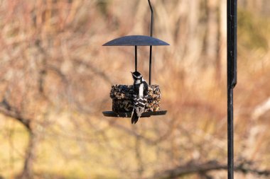 Bir Downy Ağaçkakanı, bir kuş yemliğine yapışır, siyah ve beyaz tüyleri, sessiz arka planda keskin bir şekilde tanımlanır. Vahşi yaşamın ayrıntılarıyla yakalandığı bir an..