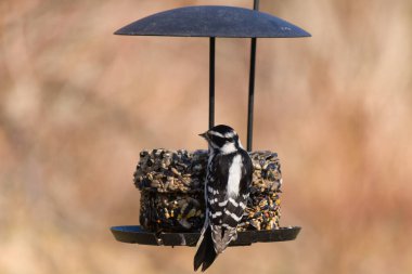 Bir Downy Ağaçkakanı, bir kuş yemliğine yapışır, siyah ve beyaz tüyleri, sessiz arka planda keskin bir şekilde tanımlanır. Vahşi yaşamın ayrıntılarıyla yakalandığı bir an..
