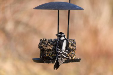 Bir Downy Ağaçkakanı, bir kuş yemliğine yapışır, siyah ve beyaz tüyleri, sessiz arka planda keskin bir şekilde tanımlanır. Vahşi yaşamın ayrıntılarıyla yakalandığı bir an..