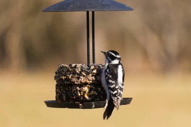 Bir Downy Ağaçkakanı, bir kuş yemliğine yapışır, siyah ve beyaz tüyleri, sessiz arka planda keskin bir şekilde tanımlanır. Vahşi yaşamın ayrıntılarıyla yakalandığı bir an..