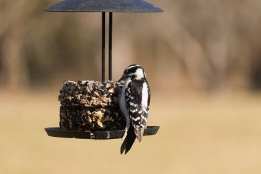 Bir Downy Ağaçkakanı, bir kuş yemliğine yapışır, siyah ve beyaz tüyleri, sessiz arka planda keskin bir şekilde tanımlanır. Vahşi yaşamın ayrıntılarıyla yakalandığı bir an..