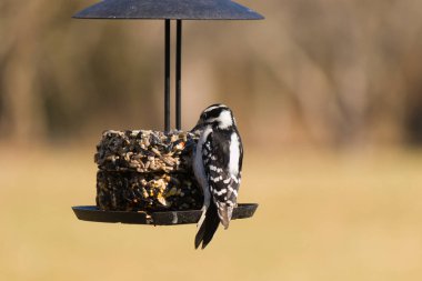 Bir Downy Ağaçkakanı, bir kuş yemliğine yapışır, siyah ve beyaz tüyleri, sessiz arka planda keskin bir şekilde tanımlanır. Vahşi yaşamın ayrıntılarıyla yakalandığı bir an..