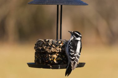 Bir Downy Ağaçkakanı, bir kuş yemliğine yapışır, siyah ve beyaz tüyleri, sessiz arka planda keskin bir şekilde tanımlanır. Vahşi yaşamın ayrıntılarıyla yakalandığı bir an..