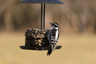 Bir Downy Ağaçkakanı, bir kuş yemliğine yapışır, siyah ve beyaz tüyleri, sessiz arka planda keskin bir şekilde tanımlanır. Vahşi yaşamın ayrıntılarıyla yakalandığı bir an..