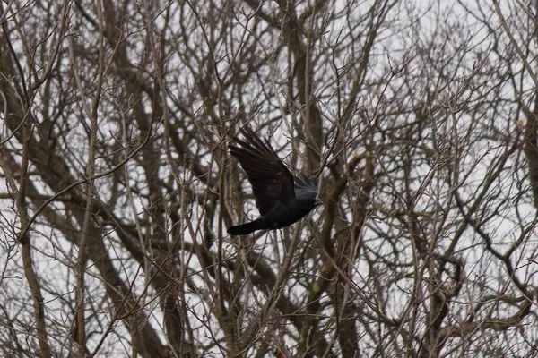 Kara kuzgun vahşi doğada