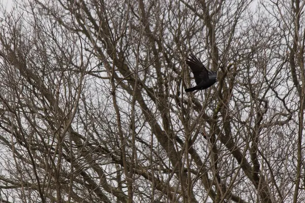 Ormanda siyah karga (vus corvus)