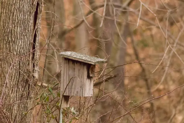 Ormanın içinde bir kuş yuvası