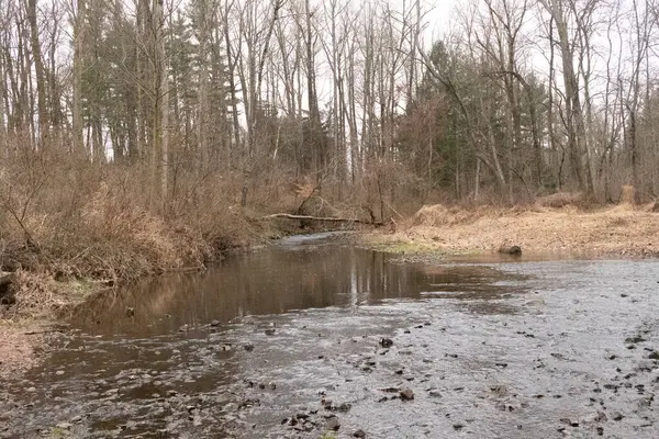 İlkbaharda ormandaki nehir