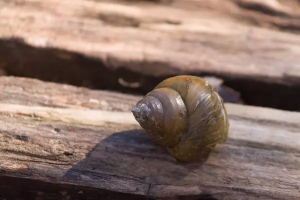 Büyük bir salyangoz yerde, eski tahta kütüğün üzerinde yatıyor.