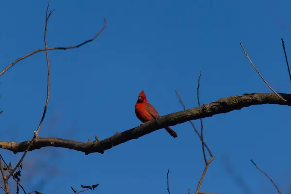 Bu güzel kırmızı kardinal bu ağacın dalına tünemişti. Kuşun parlak kırmızı vücudu çıplak kahverengi daldan öne çıkıyor. Kış mevsimi nedeniyle bu dalda yaprak yok..