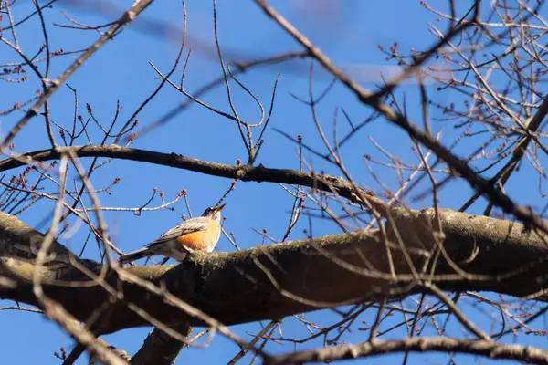 İlkbaharda ormanda küçük bir kuş