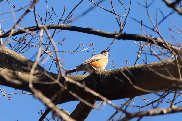 Ağaç dalındaki kuş