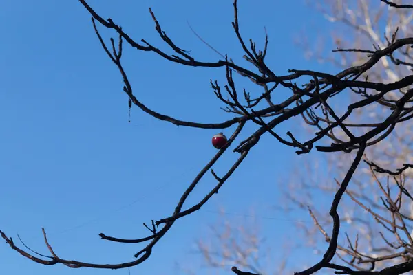 Ağaç dalları, doğa bitki örtüsü.