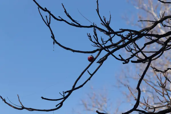 ağaç ve kırmızı böğürtlen dalda