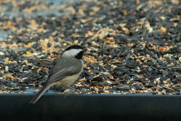 Bu küçük siyah başlıklı civciv kuş yemi ile çevrili masanın üzerinde oturuyordu. Beyaz ve siyah tüylü gri tüyler kuşun çevresinden göze çarpıyor. Bu küçük kuş gürültücü olabilir..
