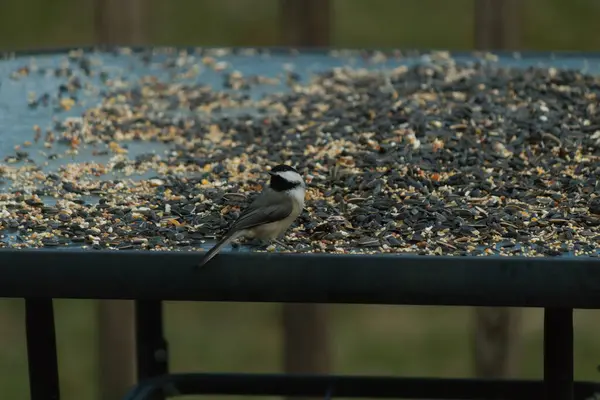 Bu küçük siyah başlıklı civciv kuş yemi ile çevrili masanın üzerinde oturuyordu. Beyaz ve siyah tüylü gri tüyler kuşun çevresinden göze çarpıyor. Bu küçük kuş gürültücü olabilir..