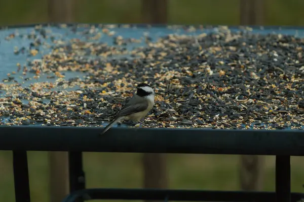Bu küçük siyah başlıklı civciv kuş yemi ile çevrili masanın üzerinde oturuyordu. Beyaz ve siyah tüylü gri tüyler kuşun çevresinden göze çarpıyor. Bu küçük kuş gürültücü olabilir..