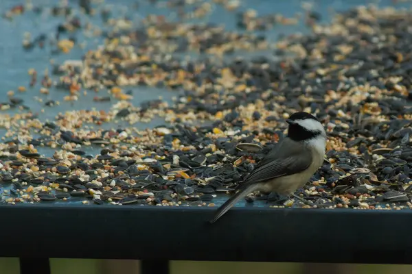 Bu küçük siyah başlıklı civciv kuş yemi ile çevrili masanın üzerinde oturuyordu. Beyaz ve siyah tüylü gri tüyler kuşun çevresinden göze çarpıyor. Bu küçük kuş gürültücü olabilir..