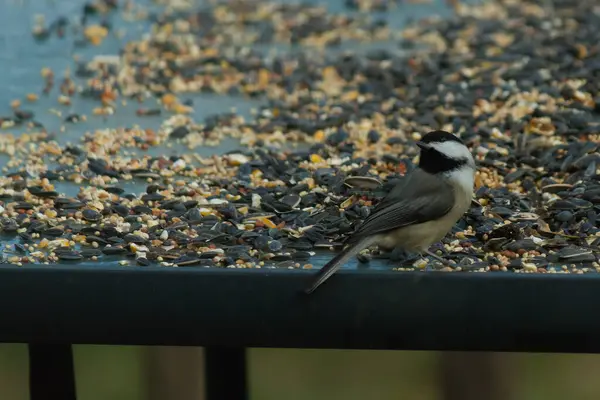 Bu küçük siyah başlıklı civciv kuş yemi ile çevrili masanın üzerinde oturuyordu. Beyaz ve siyah tüylü gri tüyler kuşun çevresinden göze çarpıyor. Bu küçük kuş gürültücü olabilir..
