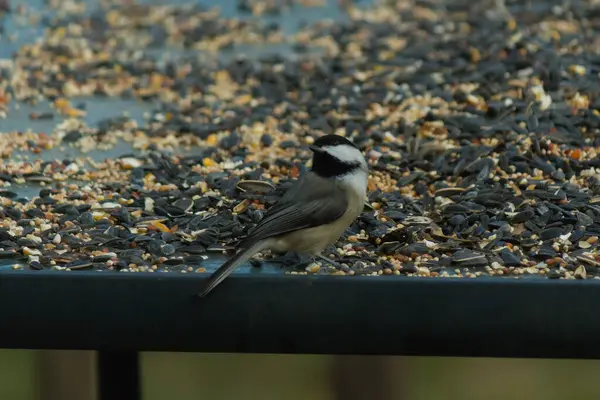 Bu küçük siyah başlıklı civciv kuş yemi ile çevrili masanın üzerinde oturuyordu. Beyaz ve siyah tüylü gri tüyler kuşun çevresinden göze çarpıyor. Bu küçük kuş gürültücü olabilir..