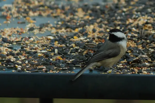 Bu küçük siyah başlıklı civciv kuş yemi ile çevrili masanın üzerinde oturuyordu. Beyaz ve siyah tüylü gri tüyler kuşun çevresinden göze çarpıyor. Bu küçük kuş gürültücü olabilir..