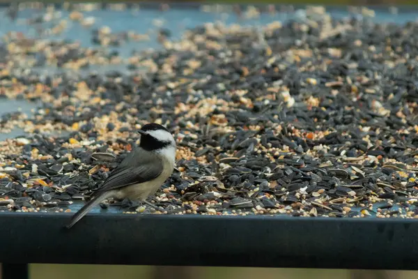 Bu küçük siyah başlıklı civciv kuş yemi ile çevrili masanın üzerinde oturuyordu. Beyaz ve siyah tüylü gri tüyler kuşun çevresinden göze çarpıyor. Bu küçük kuş gürültücü olabilir..