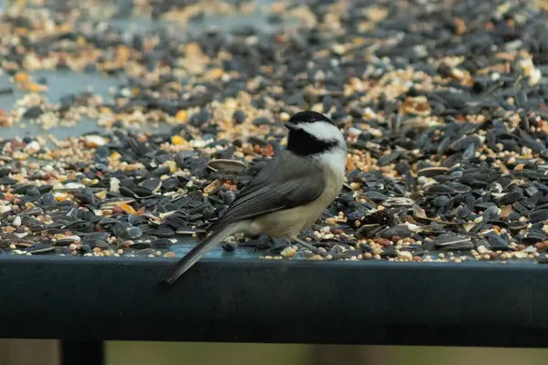 Bu küçük siyah başlıklı civciv kuş yemi ile çevrili masanın üzerinde oturuyordu. Beyaz ve siyah tüylü gri tüyler kuşun çevresinden göze çarpıyor. Bu küçük kuş gürültücü olabilir..