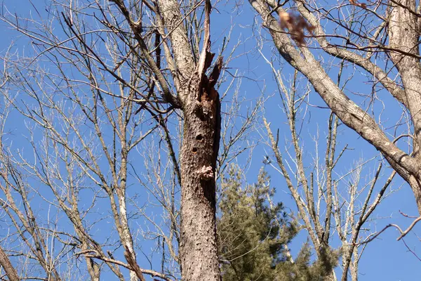 Ağaç dalları doğa