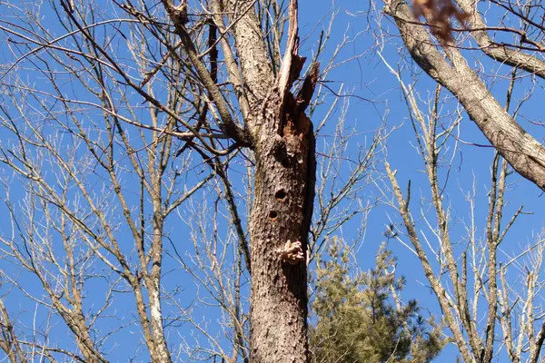 Mavi gökyüzü ve beyaz yapraklı ağaç gövdesi