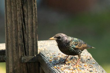 Starling, tohumlarla kaplı ahşap korkuluklara tünemiş. Bir sığırcık, odak noktasında, yeşil ve mor renkli yanardöner tüyler sergiler. Vahşi yaşam doğal ışıkta beslenen kuşları yakalıyor..
