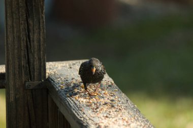 Starling, tohumlarla kaplı ahşap korkuluklara tünemiş. Bir sığırcık, odak noktasında, yeşil ve mor renkli yanardöner tüyler sergiler. Vahşi yaşam doğal ışıkta beslenen kuşları yakalıyor..