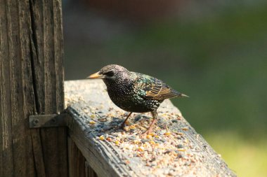 Starling, tohumlarla kaplı ahşap korkuluklara tünemiş. Bir sığırcık, odak noktasında, yeşil ve mor renkli yanardöner tüyler sergiler. Vahşi yaşam doğal ışıkta beslenen kuşları yakalıyor..