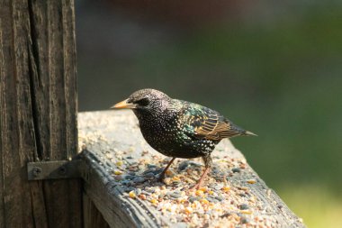 Starling, tohumlarla kaplı ahşap korkuluklara tünemiş. Bir sığırcık, odak noktasında, yeşil ve mor renkli yanardöner tüyler sergiler. Vahşi yaşam doğal ışıkta beslenen kuşları yakalıyor..