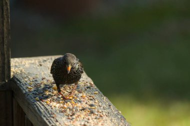Starling, tohumlarla kaplı ahşap korkuluklara tünemiş. Bir sığırcık, odak noktasında, yeşil ve mor renkli yanardöner tüyler sergiler. Vahşi yaşam doğal ışıkta beslenen kuşları yakalıyor..