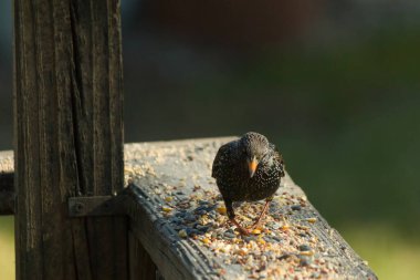 Starling, tohumlarla kaplı ahşap korkuluklara tünemiş. Bir sığırcık, odak noktasında, yeşil ve mor renkli yanardöner tüyler sergiler. Vahşi yaşam doğal ışıkta beslenen kuşları yakalıyor..