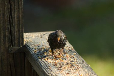 Starling, tohumlarla kaplı ahşap korkuluklara tünemiş. Bir sığırcık, odak noktasında, yeşil ve mor renkli yanardöner tüyler sergiler. Vahşi yaşam doğal ışıkta beslenen kuşları yakalıyor..